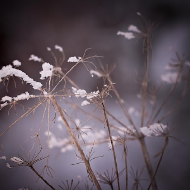 Frost damage in a plant